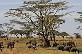 TANZANIA - Serengeti National Park - Elefanti - 05